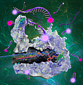 CRISPR Cas13 protein, illustration