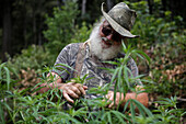 Man cultivating marijuana in Northern California, USA