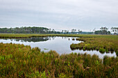 Eastern shore marsh