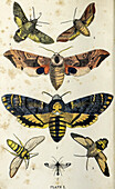 Common moths of England, 19th century illustration