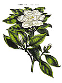 Cape jasmine (Gardenia jasminoides), illustration