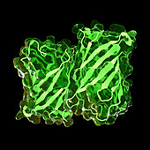 Green fluorescent protein, illustration