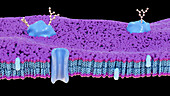 Membrane proteins with glycans, illustration