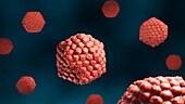 Herpes simplex viruses, illustration