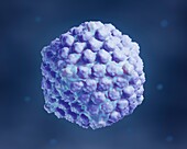Herpes simplex viruseses, illustration