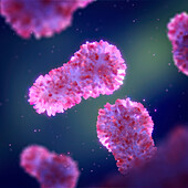 Tupanvirus particles, illustration