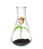 Money flower growing in a flask, conceptual image