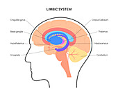Brain limbic system, illustration