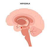 Brain amygdala anatomy, illustration