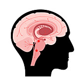 Serotonin pathway in brain, illustration