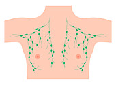 Male chest lymph nodes, illustration