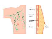 Male chest anatomy, illustration