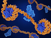 DNA methyl transferase--1 and DNA, illustration