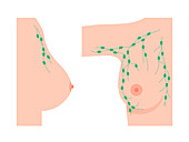 Female chest lymph nodes, illustration
