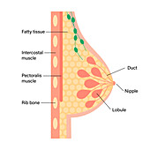 Female breast anatomy, illustration