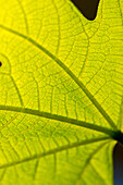Fig leaf (close-up)