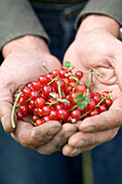 Hand with fresh currants