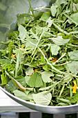 Wild herb salad