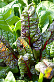 Chard growing in the garden