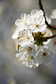 Apfelblüte