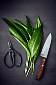 Wild garlic (Ramps, ) knife, and herb scissors on black background