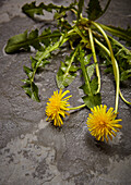 Dandelion, whole plant with leaves and flowers