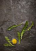 Löwenzahn, Blätter und Blüte auf Schieferplatte
