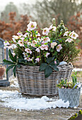 Christmas roses in a pot (Helleborus orientalis) with snow