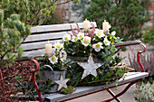 Christmas roses (Helleborus niger) and budding heather (Calluna) in pots, with candles on garden bench, Christmas decoration