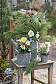 Christmas roses (Helleborus niger) in pots and silk pine (Pinus strobus) on wooden chair