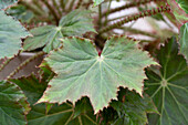 Härchenbegonie, (Begonia ricinifolia), Detail
