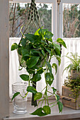 Efeutute (Epipremnum pinnatum) in Hängeampel am Fenster