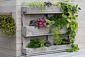 Green plants in a wall mounted DIY wood pallet shelf, with Begonia Rex (Begonia Beleaf), ornamental asparagus (Asparagus), Delta maidenhair fern, spider plant and ivies