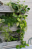 Green plants in a wall mounted DIY wood pallet shelf, with ornamental asparagus, Delta maidenhair fern, spider plant and ivies