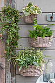 Bonia, ivy, fiddle leaf fig, dwarf pepper, spider plant, Delta maidenhair fern, Bird's nest fern and gold foot fern in pots hanging on the wall