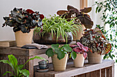Various indoor plants such as begonias and ferns in pots