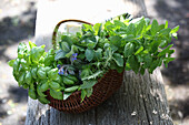 Fresh herbs in basket