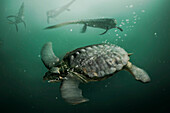 Archelon prehistoric sea turtle, illustration
