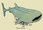Whale shark, illustration