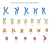 Normal male karyotype, illustration