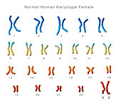 Normal female karyotype, illustration
