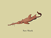 Saw shark, illustration