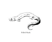 Frilled shark, illustration