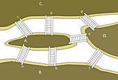 Seven bridges of Koenigsberg, illustration