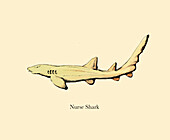 Nurse shark, illustration
