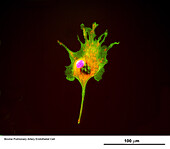 Cell culture, confocal microscopy