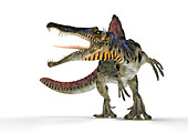 Spinosaurus dinosaur, illustration