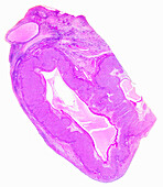 Rabbit corpus luteum, light micrograph