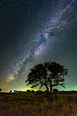 Milky Way over a tree, Portugal