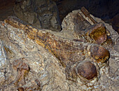 Columbian mammoth leg bone